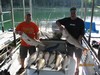 (08/09/2018) - Nice Striped Bass